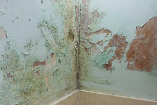 Picture of Damp House